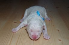 Baltazar, 13.02.2017 Baltazar, 13.02.2017