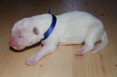 Blueberry, 13.02.2017 Blueberry, 13.02.2017