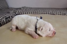 Blueberry, 19.02.2017 Blueberry, 19.02.2017